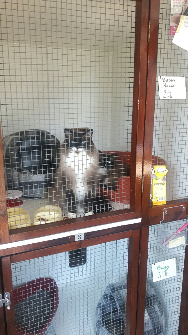 Cattery store near heathrow